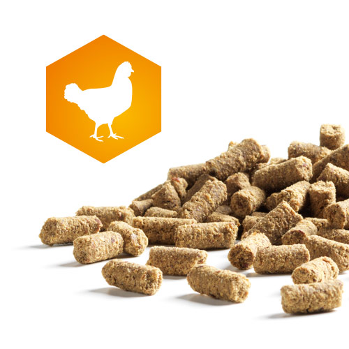 Ganz neu! AktivDog Premium Leckerlis Huhn – Das natürliche Schweizer Hundefutter