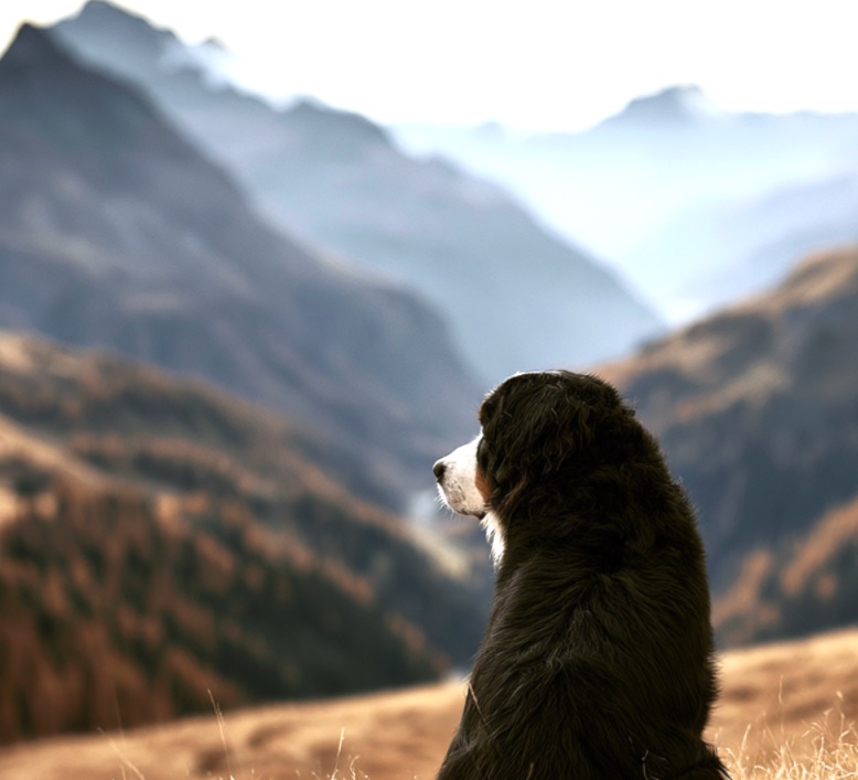 Aktivdog_Bernese
